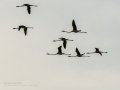 Flamenco comun - Phoenicopterus roseus - Flamenc comu