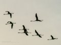 Flamenco comun - Phoenicopterus roseus - Flamenc comu