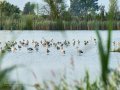 Flamenco comun - Phoenicopterus roseus - Flamenc comu