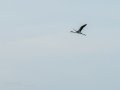 Flamenco comun - Phoenicopterus roseus - Flamenc comu