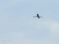 Flamenco comun - Phoenicopterus roseus - Flamenc comu