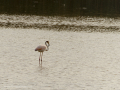 Delta del Llobregat