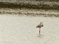 Delta del Llobregat