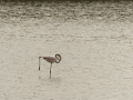 Delta del Llobregat