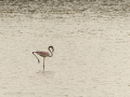 Delta del Llobregat