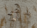 Delta del Llobregat