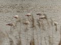 Delta del Llobregat