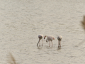 Delta del Llobregat