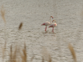 Delta del Llobregat