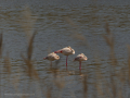 Delta del Llobregat