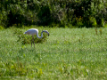 Flamenco comun - Phoenicopterus roseus - Flamenc comu