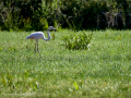 Flamenco comun - Phoenicopterus roseus - Flamenc comu