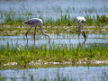 Flamenco comun - Phoenicopterus roseus - Flamenc comu