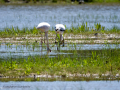 Flamenco comun - Phoenicopterus roseus - Flamenc comu