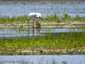 Flamenco comun - Phoenicopterus roseus - Flamenc comu