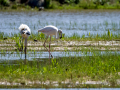 Flamenco comun - Phoenicopterus roseus - Flamenc comu