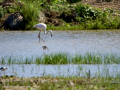 Flamenco comun - Phoenicopterus roseus - Flamenc comu