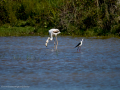 Flamenco comun - Phoenicopterus roseus - Flamenc comu