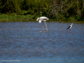 Flamenco comun - Phoenicopterus roseus - Flamenc comu