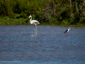 Flamenco comun - Phoenicopterus roseus - Flamenc comu