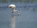 Flamenco comun - Phoenicopterus roseus - Flamenc comu