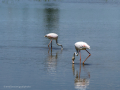 Flamenco comun - Phoenicopterus roseus - Flamenc comu