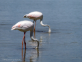 Flamenco comun - Phoenicopterus roseus - Flamenc comu