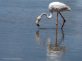 Flamenco comun - Phoenicopterus roseus - Flamenc comu