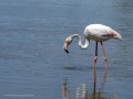 Flamenco comun - Phoenicopterus roseus - Flamenc comu