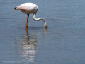 Flamenco comun - Phoenicopterus roseus - Flamenc comu