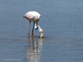 Flamenco comun - Phoenicopterus roseus - Flamenc comu
