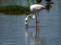 Flamenco comun - Phoenicopterus roseus - Flamenc comu