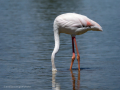 Flamenco comun - Phoenicopterus roseus - Flamenc comu