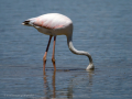 Flamenco comun - Phoenicopterus roseus - Flamenc comu