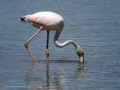 Flamenco comun - Phoenicopterus roseus - Flamenc comu