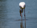 Flamenco comun - Phoenicopterus roseus - Flamenc comu
