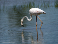 Flamenco comun - Phoenicopterus roseus - Flamenc comu
