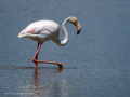 Flamenco comun - Phoenicopterus roseus - Flamenc comu