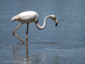 Flamenco comun - Phoenicopterus roseus - Flamenc comu