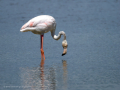 Flamenco comun - Phoenicopterus roseus - Flamenc comu
