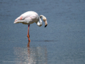 Flamenco comun - Phoenicopterus roseus - Flamenc comu