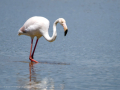 Flamenco comun - Phoenicopterus roseus - Flamenc comu