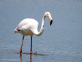 Flamenco comun - Phoenicopterus roseus - Flamenc comu