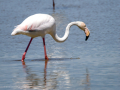 Flamenco comun - Phoenicopterus roseus - Flamenc comu