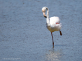 Flamenco comun - Phoenicopterus roseus - Flamenc comu