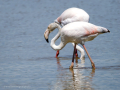 Flamenco comun - Phoenicopterus roseus - Flamenc comu