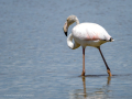 Flamenco comun - Phoenicopterus roseus - Flamenc comu