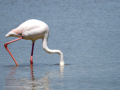Flamenco comun - Phoenicopterus roseus - Flamenc comu