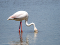 Flamenco comun - Phoenicopterus roseus - Flamenc comu