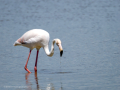 Flamenco comun - Phoenicopterus roseus - Flamenc comu